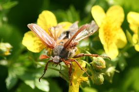 insects yellow flower species