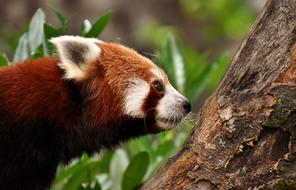 red panda by the tree in the grass