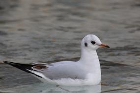 white bird in the water view