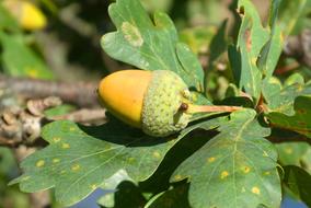 yellow acorn on a tree with foliage
