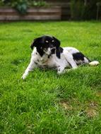 sleeping dog on green grass