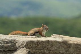 little squirrel brick wall