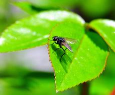 big fly on green leaves