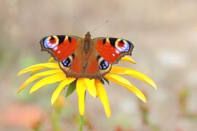 orange butterfly with eyes on its wings