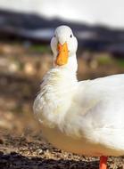 the white duck with the big beak is cute.