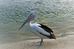 pelican by the river outside