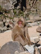 funny furry monkey at the zoo