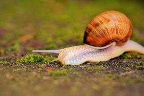 snail grass field