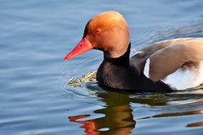 Piston Duck Water Bird