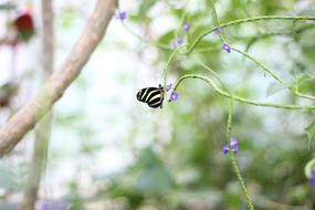 a little butterfly on the green grass