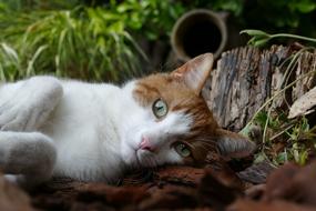 sleeping cat with green eyes