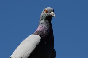 a beautiful dove against the sky