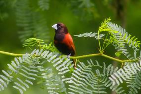 a beautiful tropical bird in a tree