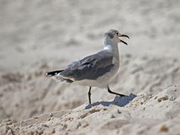little bird in the sand