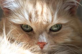 green eyes in a ginger cat