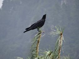 wild bird on a gray background