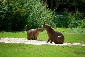 capybaras in green grass