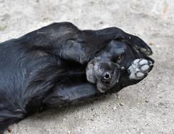 black dog with big feet