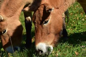 horse face mouth