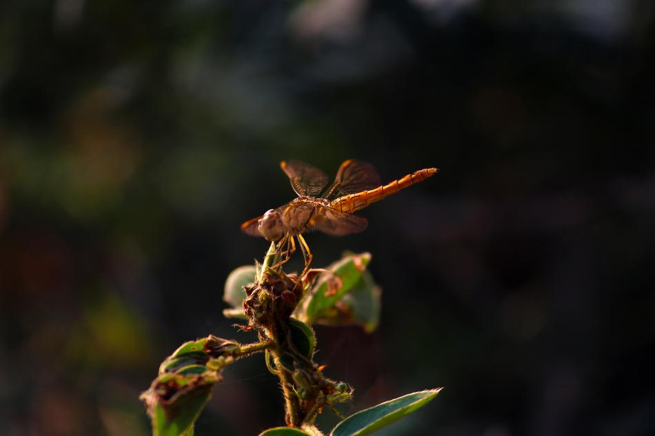 the leaves are green on the branch