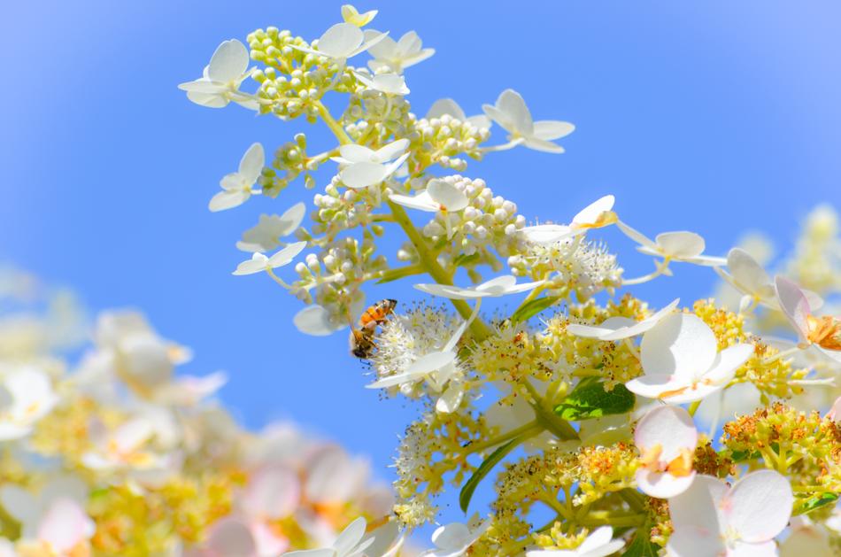 white leaves on a branch in the forest