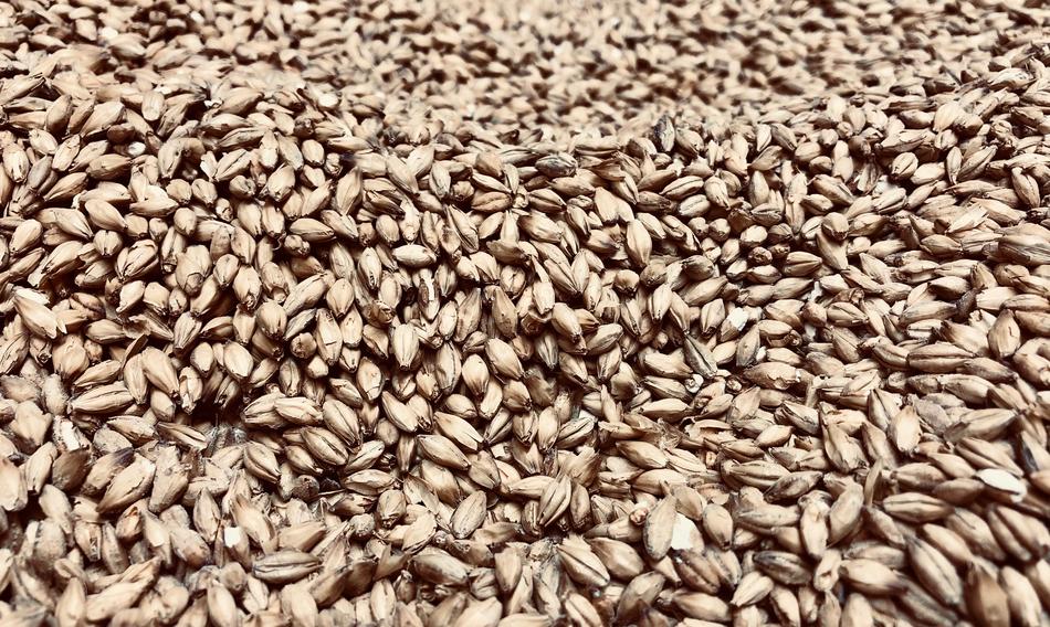 ripe grain harvest