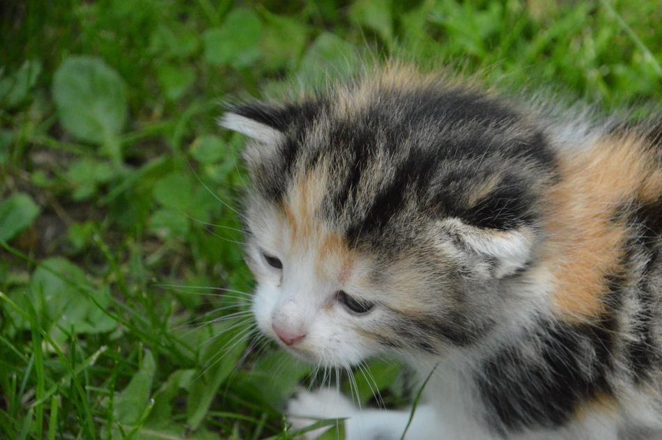 fluffy colored cat by the grass