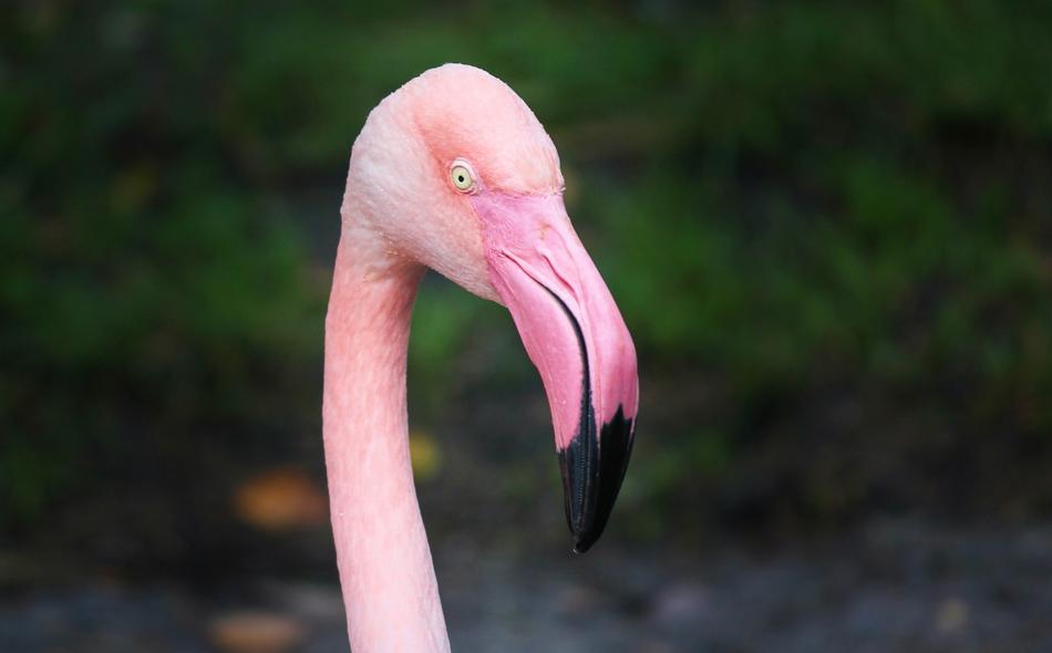 pink bird with a big beak