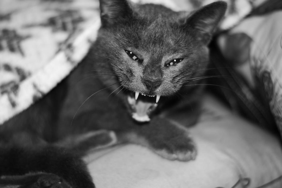 angry black cat with teeth