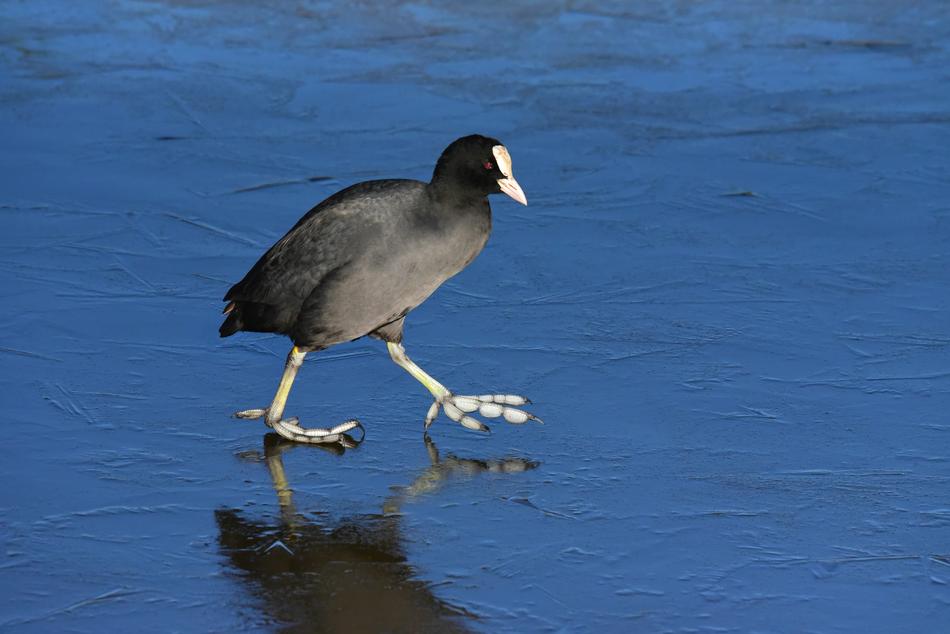 black bird on blue water