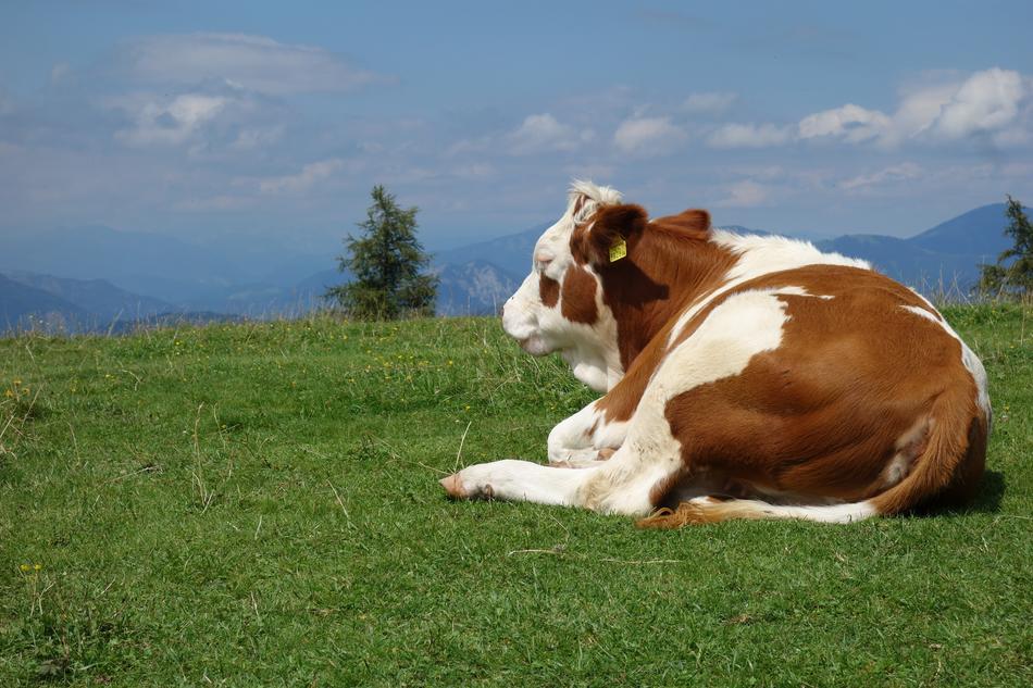 cattle on the grass