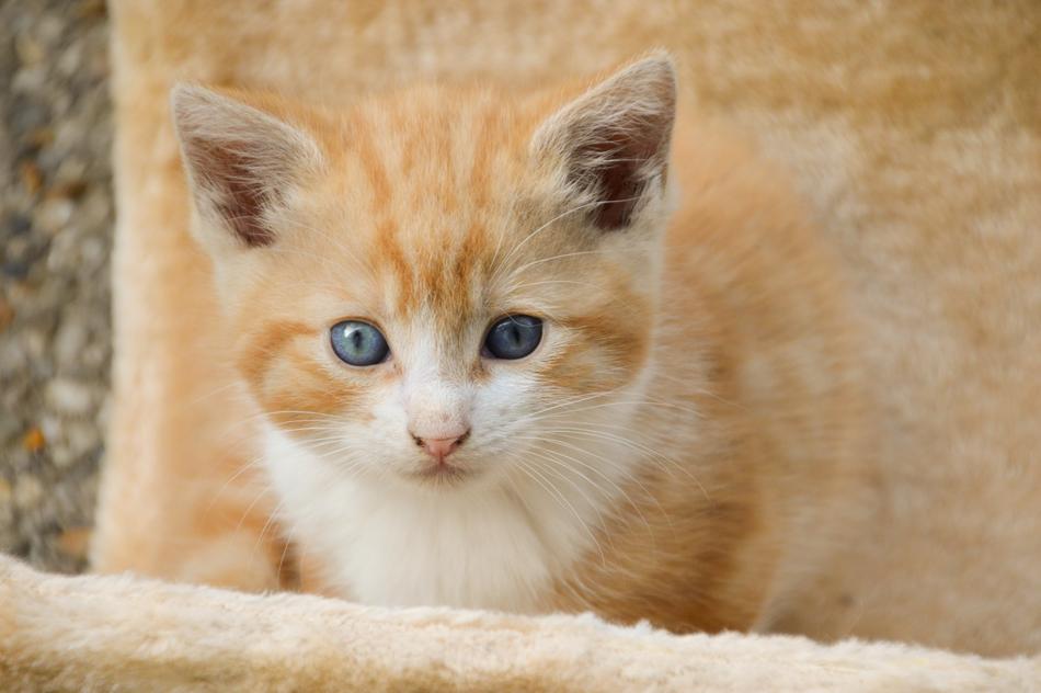 a little kitten against the wall