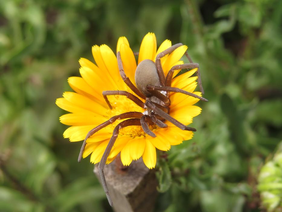 big yellow flower with spider