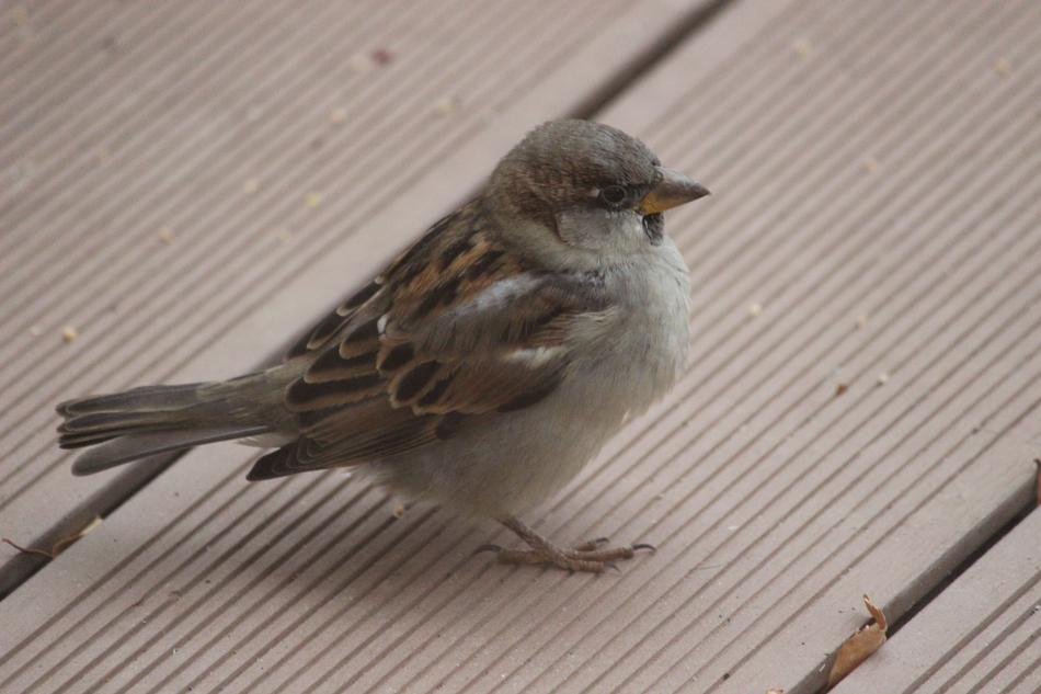 a sparrow is sitting on the floor