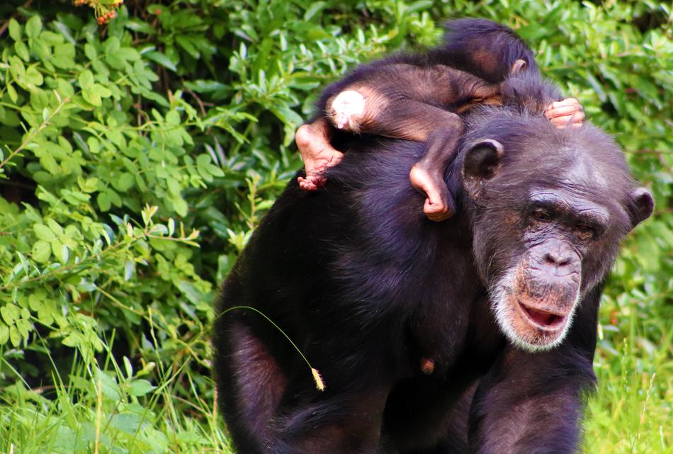 black monkey mom and baby