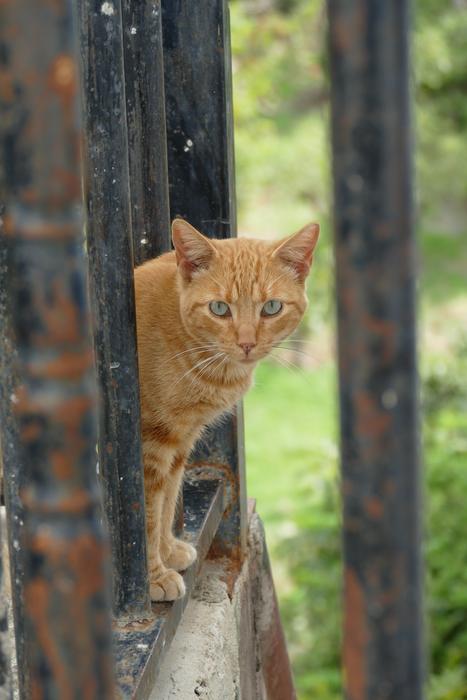 the red cat is watching you
