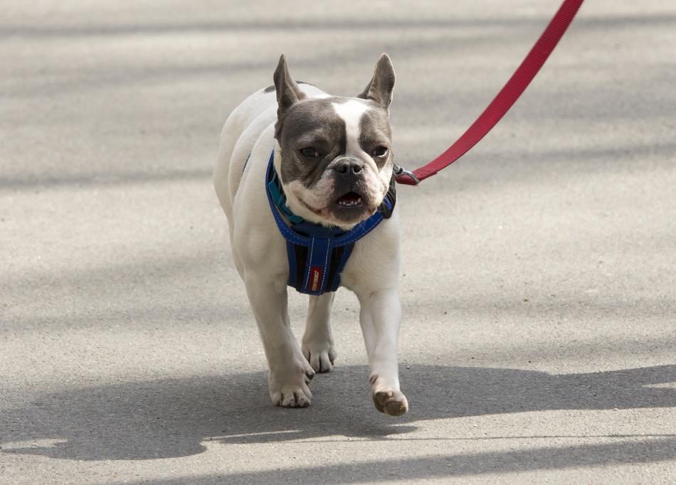 walking happy dog
