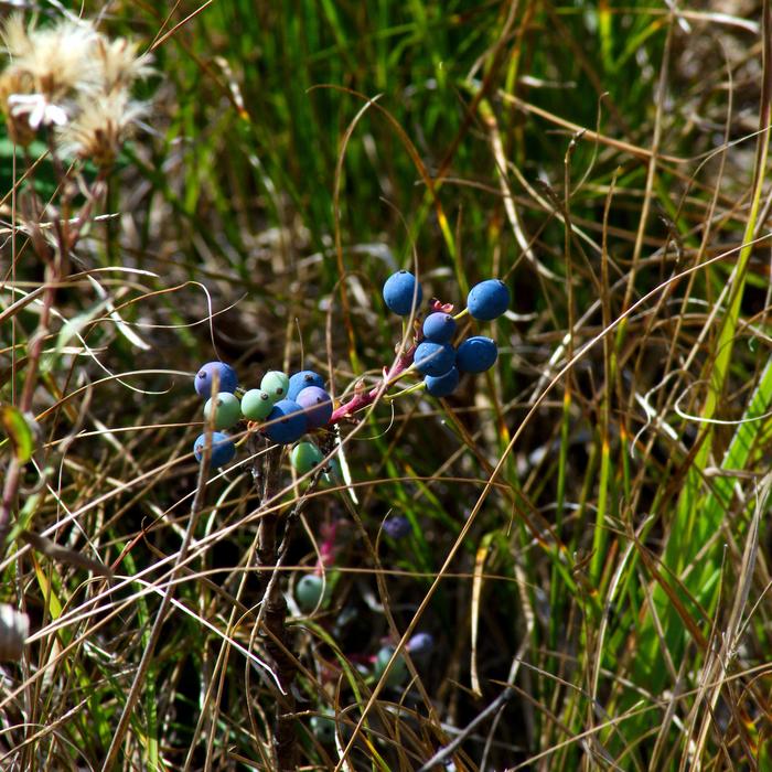blue berries in the field