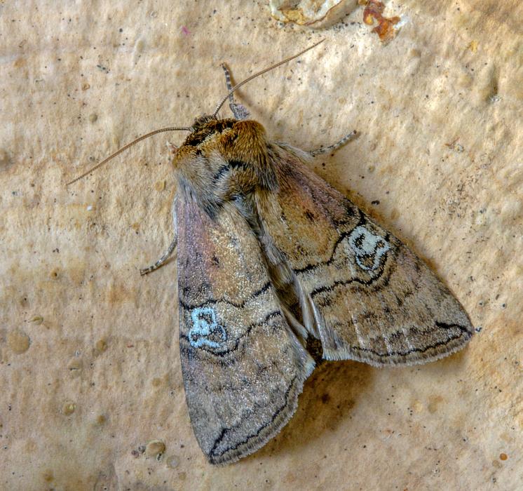 Moth Figure-Of-Eighty Wings