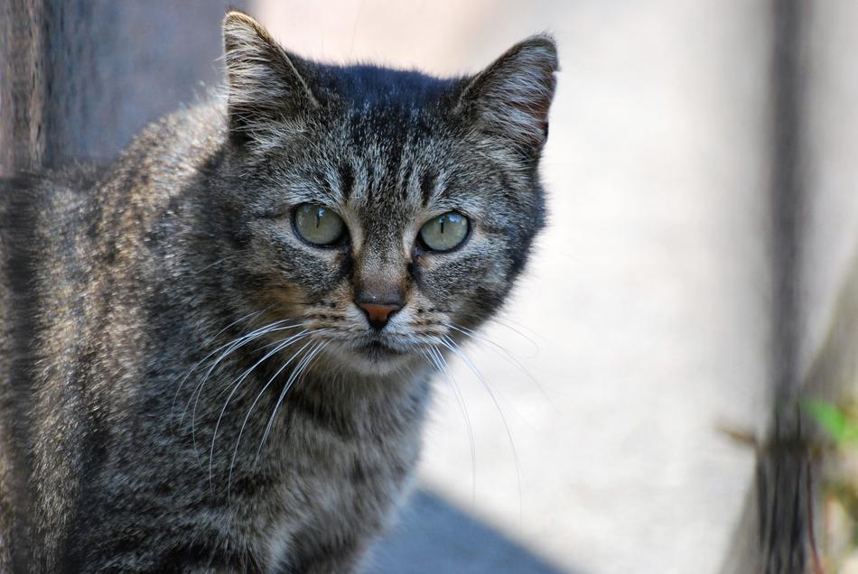 a big cat with green eyes