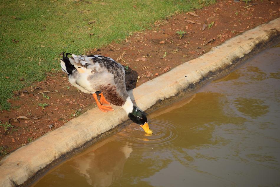 duck water green stone view