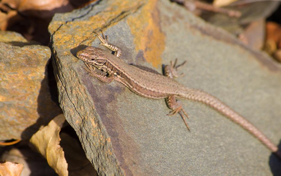 a small lizard on the wall