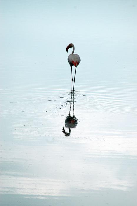 cute flamingo in the water