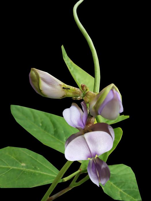 Herbaceous small flowers