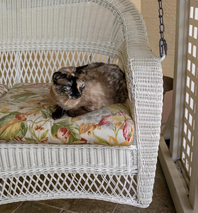 sleeping cat in a chair at home