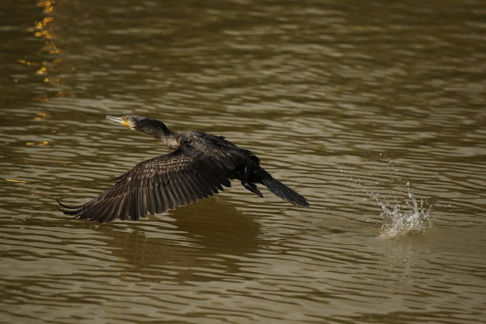 duck hovering over the lake