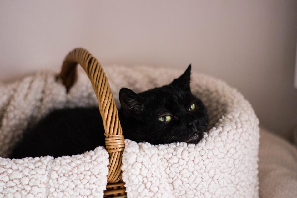 a black cat in a basket with a white blanket