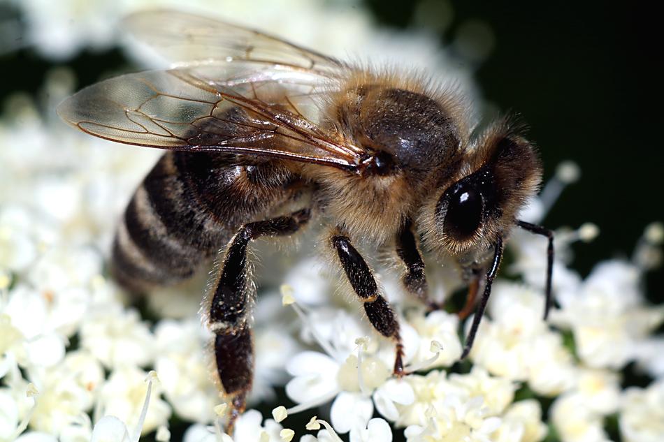 wasp flowers bouquet is beautiful