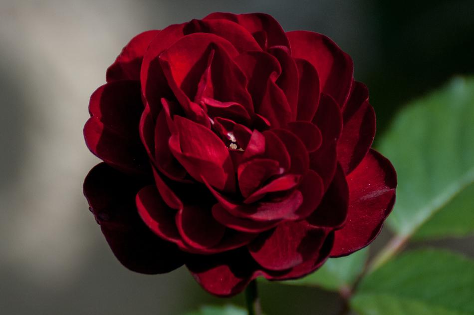 red gorgeous rose background