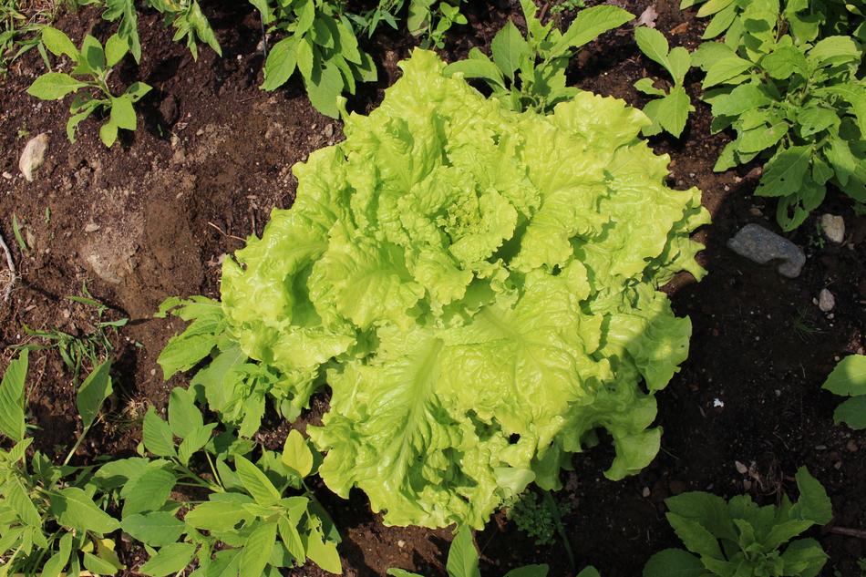 organic vegetable leaves